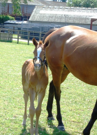 2020 filly by Lightning Spear